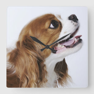 Cavalier King Charles Spaniel, side view Square Wall Clock
