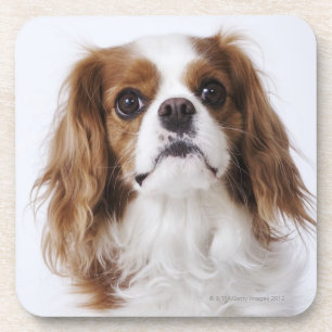 Cavalier King Charles Spaniel sitting in studio Coaster