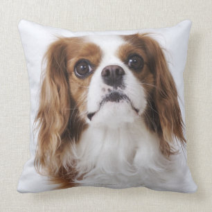Cavalier King Charles Spaniel sitting in studio Cushion