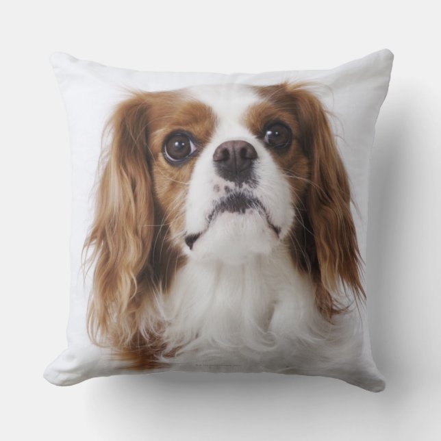 Cavalier King Charles Spaniel sitting in studio Cushion (Front)