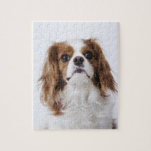 Cavalier King Charles Spaniel sitting in studio Jigsaw Puzzle
