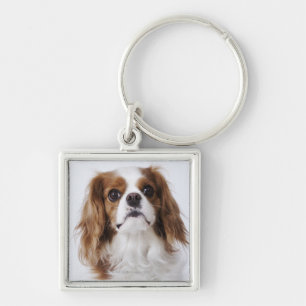 Cavalier King Charles Spaniel sitting in studio Key Ring