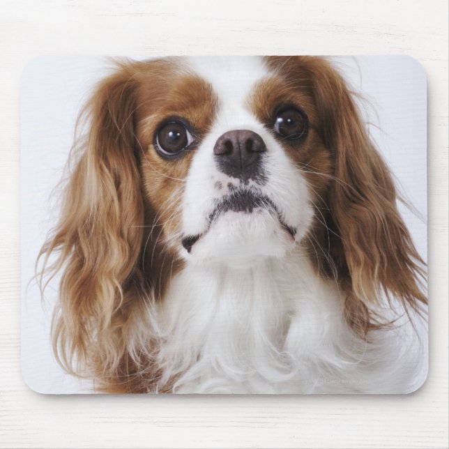 Cavalier King Charles Spaniel sitting in studio Mouse Mat (Front)