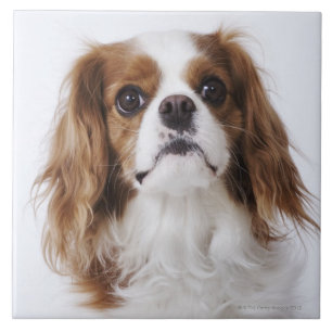 Cavalier King Charles Spaniel sitting in studio Tile