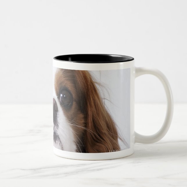 Cavalier King Charles Spaniel sitting in studio Two-Tone Coffee Mug (Right)