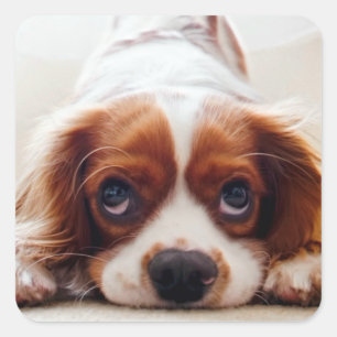 Cavalier King Charles Spaniel Square Sticker
