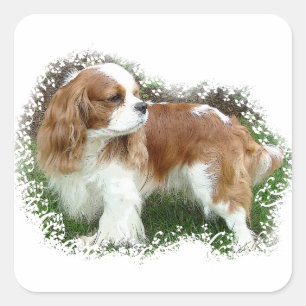 Cavalier King Charles Spaniel Square Sticker