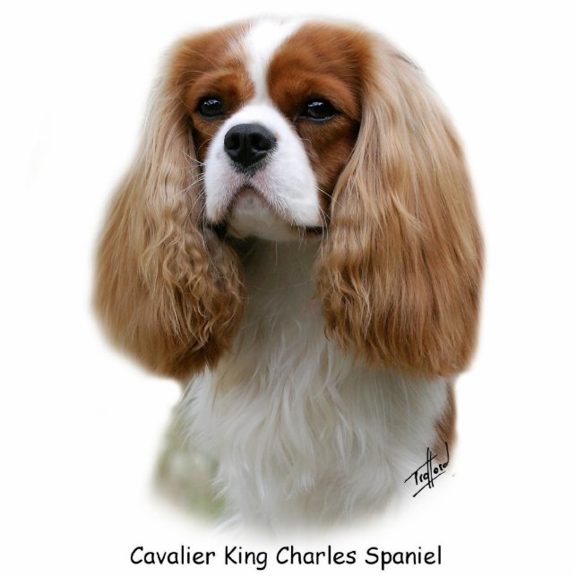Cavalier King Charles Spaniel Standing Photo Sculpture (Front)