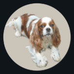 Cavalier King Charles Spaniel Sticker<br><div class="desc">The Cavalier King Charles Spaniel is an elegant, energetic toy breed that is compatible for city or country life. Successful in conformation shows, obedience and agility, they also make wonderful therapy dogs due to their sweet, gentle natures. Their silky coats come in four colours – Blenheim (chestnut and white), Tricolor...</div>