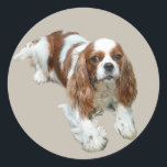 Cavalier King Charles Spaniel Sticker<br><div class="desc">The Cavalier King Charles Spaniel is an elegant, energetic toy breed that is compatible for city or country life. Successful in conformation shows, obedience and agility, they also make wonderful therapy dogs due to their sweet, gentle natures. Their silky coats come in four colours – Blenheim (chestnut and white), Tricolor...</div>