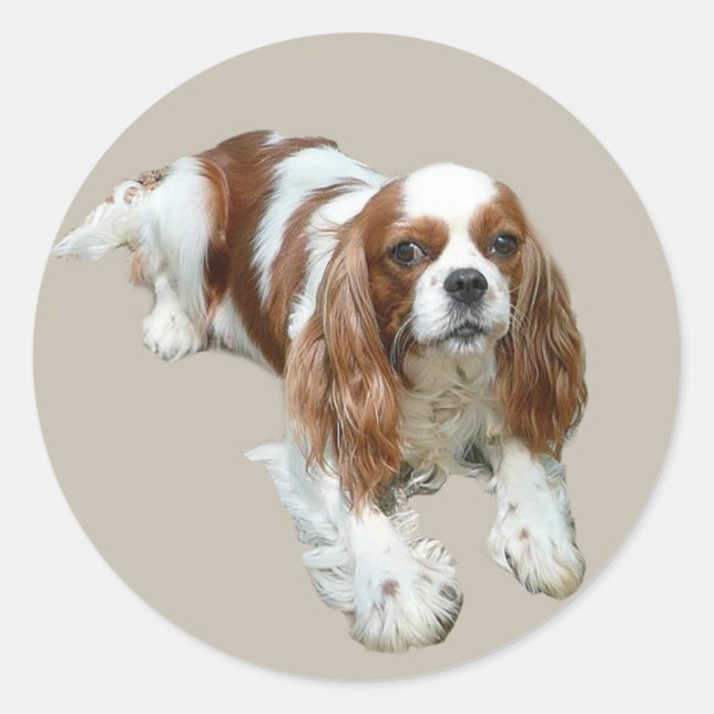 Cavalier King Charles Spaniel Sticker (Front)