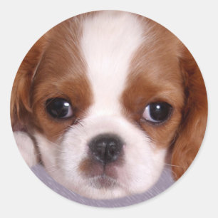 Cavalier King Charles Spaniel Stickers