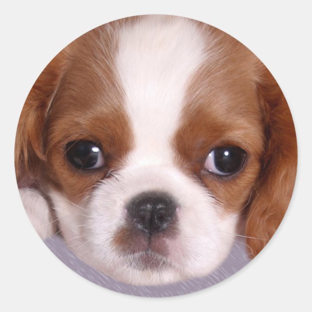 Cavalier King Charles Spaniel Stickers (Front)