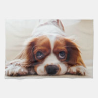 Cavalier King Charles Spaniel