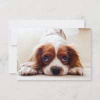 Cavalier King Charles Spaniel