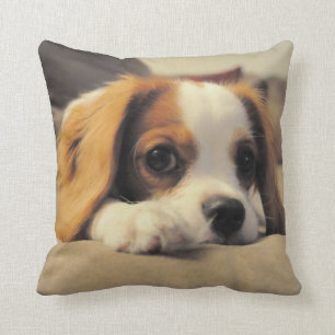 Cavalier King Charles Spaniel Throw Pollow Cushion