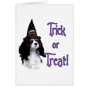 Cavalier King Charles Spaniel Trick