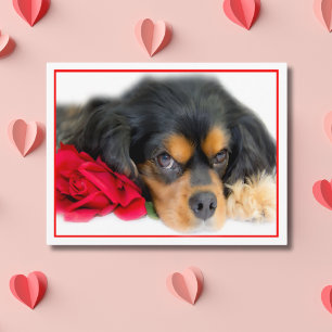 Cavalier King Charles Spaniel With A Rose Postcard