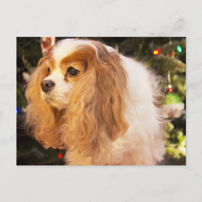 Cavalier King Charles Spaniel With Christmas Tree Holiday Postcard (Front)