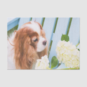 Cavalier King Charles Spaniel With Hydrangeas Tissue Paper