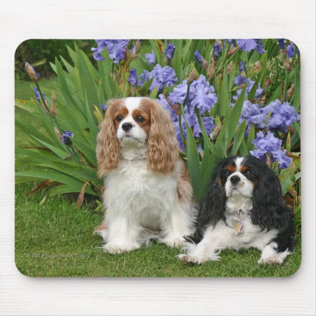 Cavalier King Charles Spaniels in Iris Garden Mouse Mat (Front)