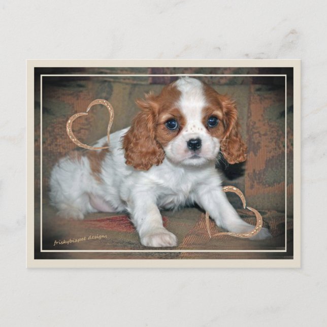 Cavalier King CharlesLove Postcard (Front)