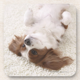 Cavalier showing belly coaster