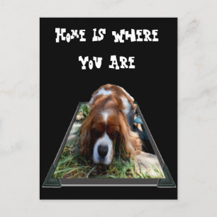 Cavalier Spaniel, Postcard