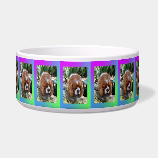 Cavalier Spaniel Sooky Face,   (Front)