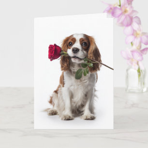 Cavalier Spaniel Valentine Card