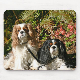Cavalier Spaniels Mousepad