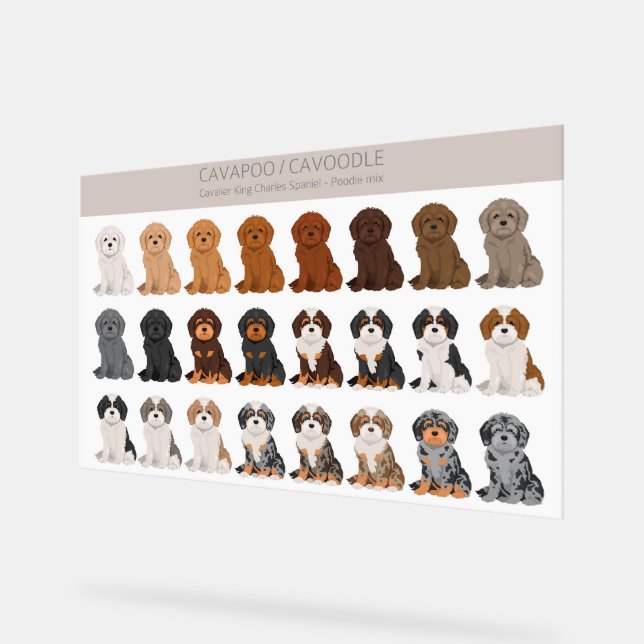 Cavapoo, Cavoodle dog mix Acrylic Sign (Angle)