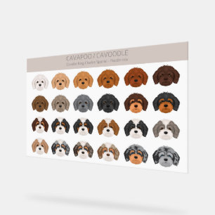 Cavapoo, Cavoodle dog mix Acrylic Sign