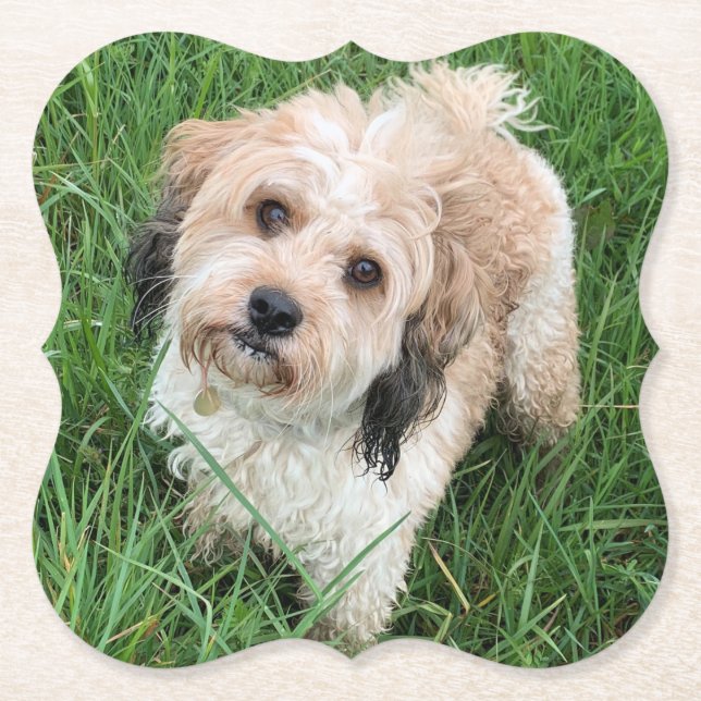 Cavapoo coaster (Front)