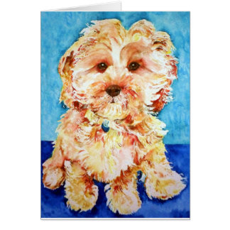 Cavapoo " Ollie".