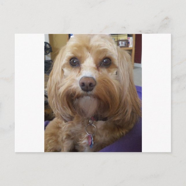 Cavapoo or Cavadoodle products Postcard (Front)