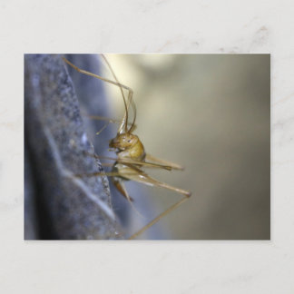 Cave Cricket in Vietnam Postcard