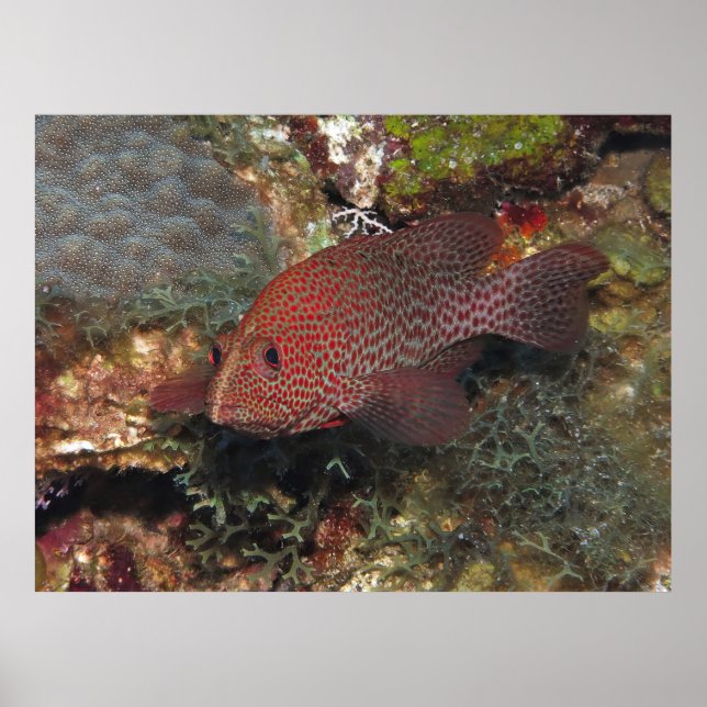 Caye Calker Graysby Poster (Front)