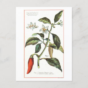 Cayenne Pepper Vintage Botanical Illustration Postcard