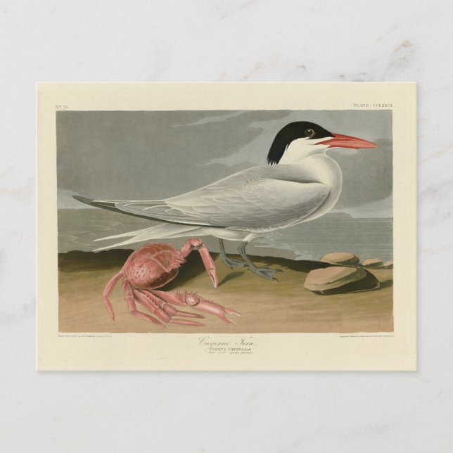 Cayenne (Royal) Tern - Audubon's Birds of America Postcard (Front)