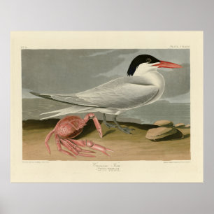 Cayenne (Royal) Tern - Audubon's Birds of America Poster