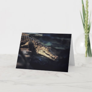 Cayman crocodile notecard