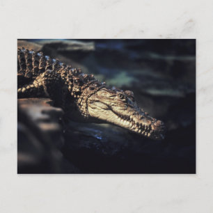 Cayman crocodile postcard