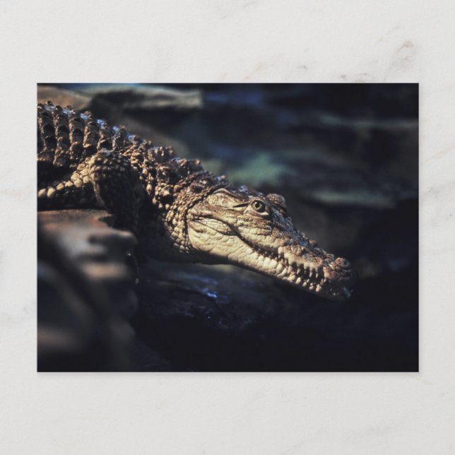 Cayman crocodile postcard (Front)