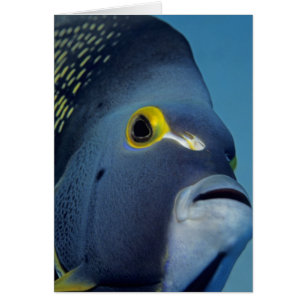 Cayman Islands, French Angelfish Pomacanthus