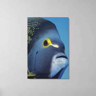 Cayman Islands, French Angelfish Pomacanthus Canvas Print