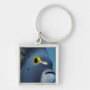 Cayman Islands, French Angelfish Pomacanthus Key Ring