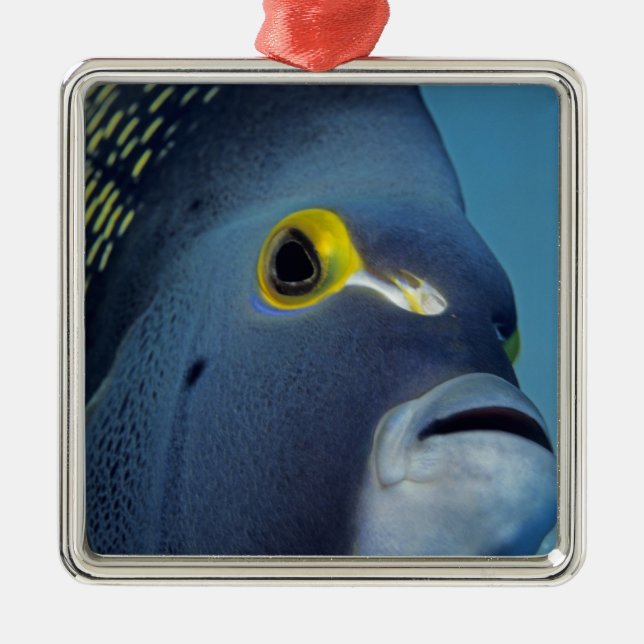 Cayman Islands, French Angelfish Pomacanthus Metal Tree Decoration (Front)