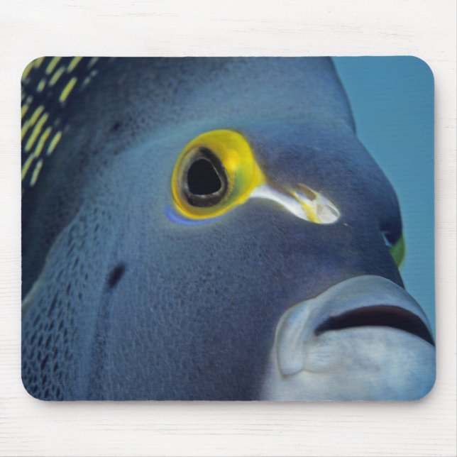 Cayman Islands, French Angelfish Pomacanthus Mouse Mat (Front)