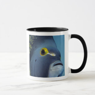 Cayman Islands, French Angelfish Pomacanthus Mug